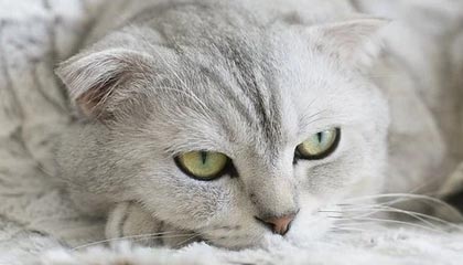 美国铸币局官宣：苹果联合创始人乔布斯，将登上美国创新1美元硬币，计划明年发行