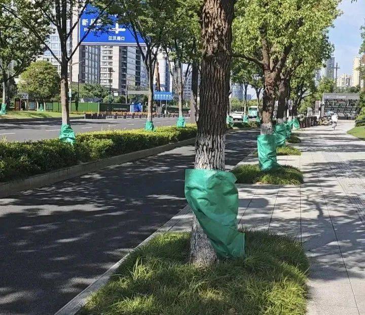 40℃连击！杭州街头突现“绿肚兜”！市民：给我也来一个就好了…