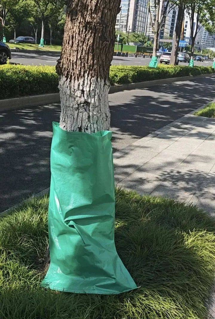 40℃连击！杭州街头突现“绿肚兜”！市民：给我也来一个就好了…