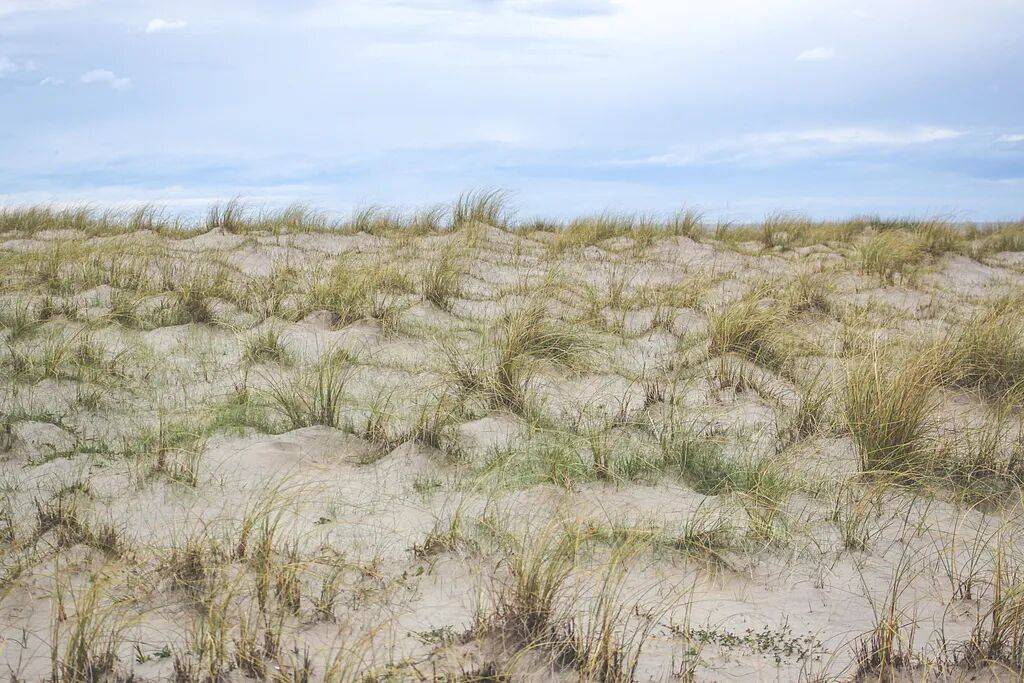 “除蒿”大战开启,过敏有救了?