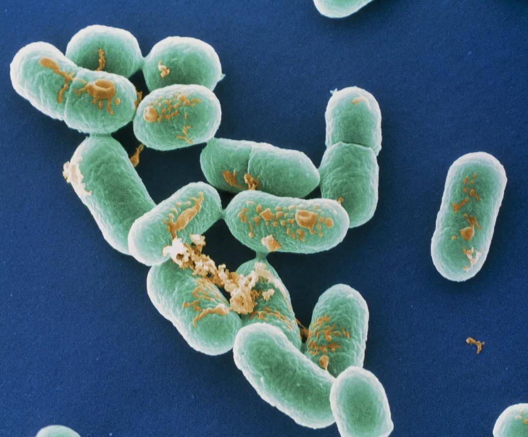 冰箱里的肉最多能“冻”多久?这组数字快记好!转给家人→