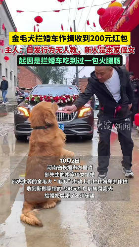 金毛犬拦婚车收200元红包,主人否认唆使和摆拍:自发行为无人教