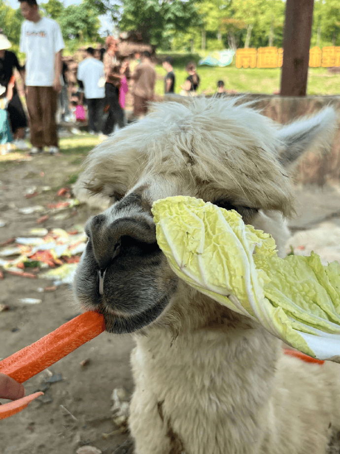 网友称一动物园羊驼被投喂吃撑倒地翻白眼,园方回应:确实吃饱了