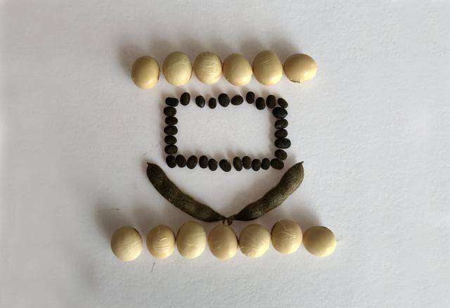 青岛再添野生大豆踪迹!南辛安河公园现群落生长,专家提醒“价值珍贵需保护”