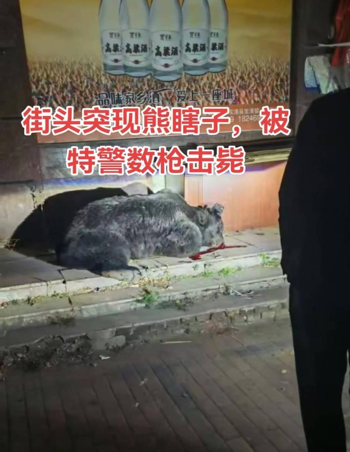 大黑熊夜里独闯黑龙江一县城闹市区，警方连开10多枪击毙，回应为何没用麻醉枪
