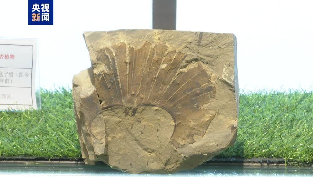 距今约2.8亿年！山西阳泉矿区发现远古银杏化石