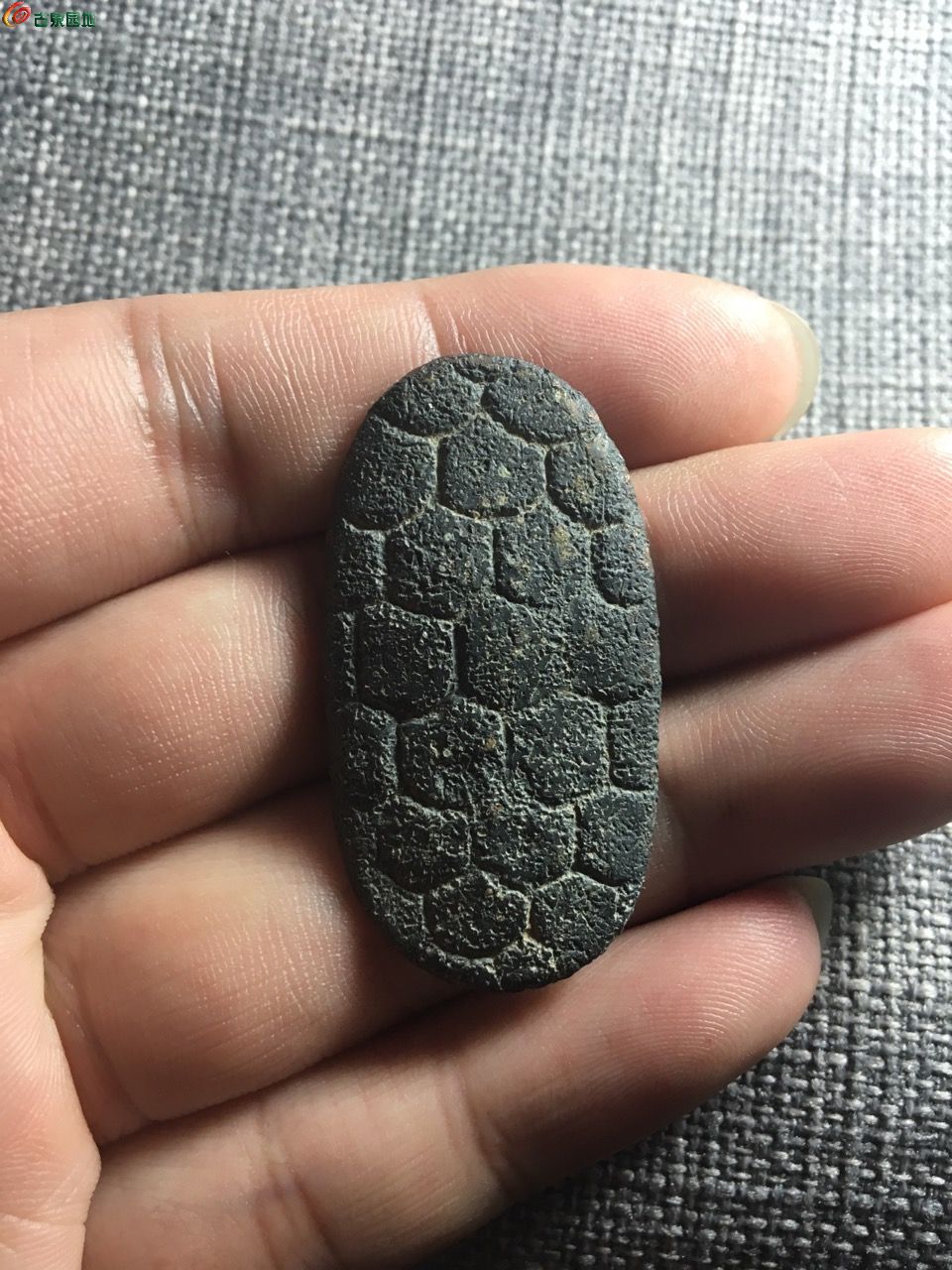 乌龟币(乌龟币充值)